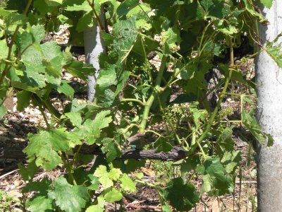 Vines